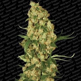 Wappa (Paradise Seeds) feminizowane