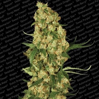 Wappa (Paradise Seeds) feminizowane