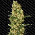 Wappa (Paradise Seeds) feminizowane