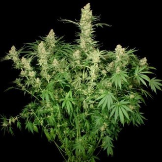 Wappa (Paradise Seeds) feminizowane