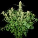 Wappa (Paradise Seeds) feminizowane