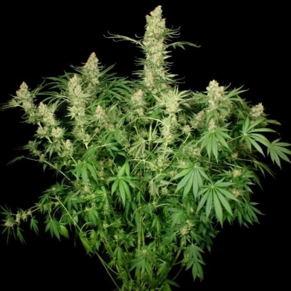 Wappa (Paradise Seeds) feminizowane