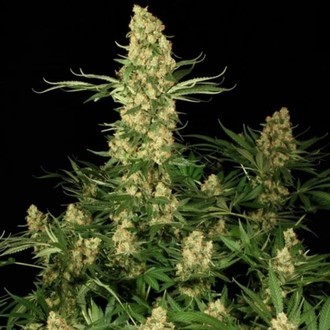 Wappa (Paradise Seeds) feminizowane