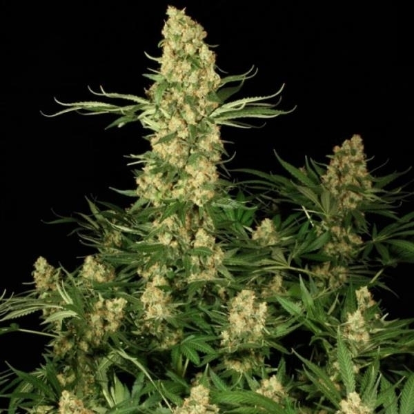 Wappa (Paradise Seeds) feminizowane