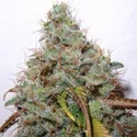 White Berry (Paradise Seeds) feminizowane