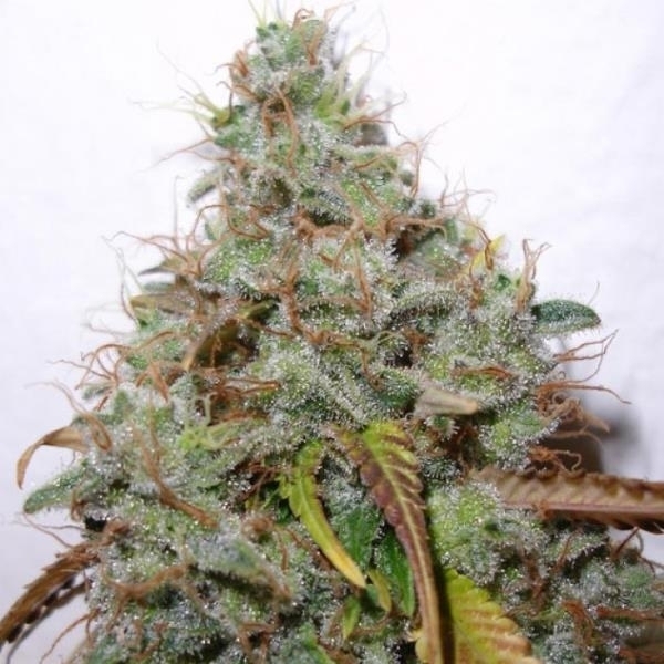 White Berry (Paradise Seeds) feminizowane