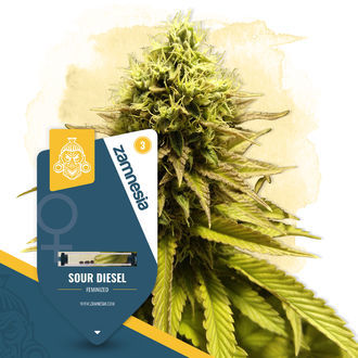 Sour Diesel (Zamnesia Seeds) nasiona marihuany feminizowane