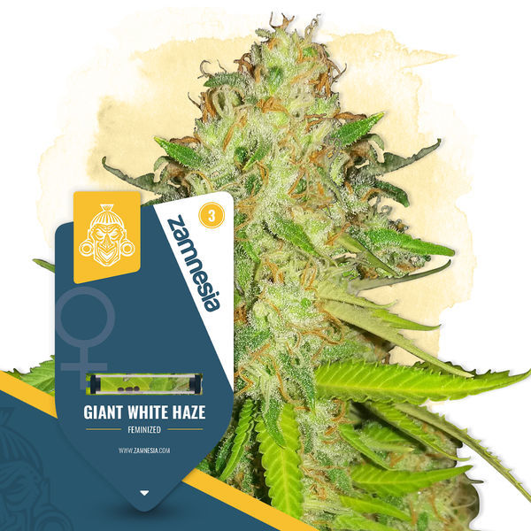 Giant White Haze (Zamnesia Seeds) nasiona marihuany feminizowane