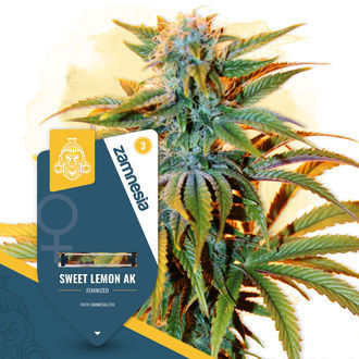 Sweet Lemon AK (Zamnesia Seeds) feminizowane
