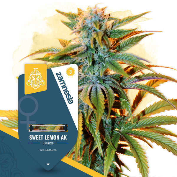 Sweet Lemon AK (Zamnesia Seeds) feminizowane