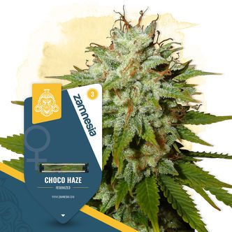 Choco Haze (Zamnesia Seeds) feminizowane