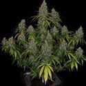 Choco Haze (Zamnesia Seeds) feminizowane