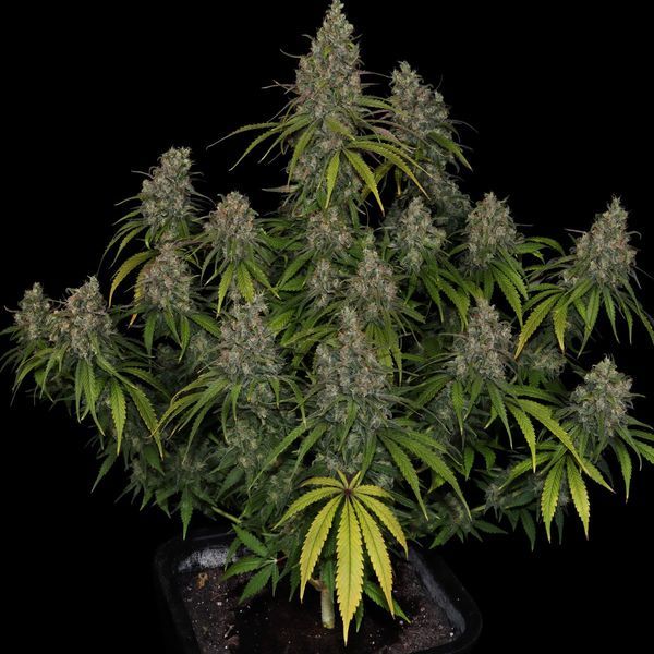 Choco Haze (Zamnesia Seeds) feminizowane