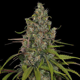 Choco Haze (Zamnesia Seeds) feminizowane