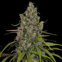 Choco Haze (Zamnesia Seeds) feminizowane