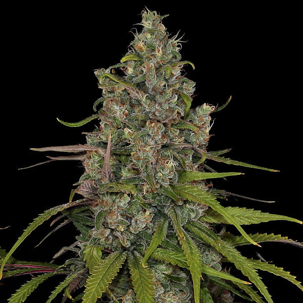 Choco Haze (Zamnesia Seeds) feminizowane