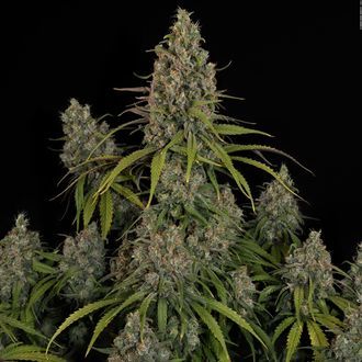 Choco Haze (Zamnesia Seeds) feminizowane