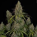 Choco Haze (Zamnesia Seeds) feminizowane