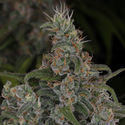 Choco Haze (Zamnesia Seeds) feminizowane