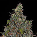 Choco Haze (Zamnesia Seeds) feminizowane