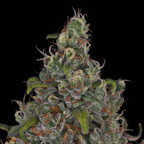 Choco Haze (Zamnesia Seeds) feminizowane