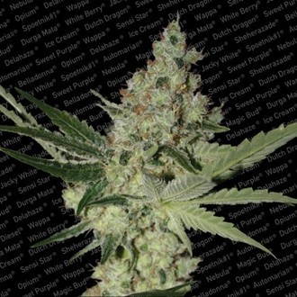 Acid (Paradise Seeds) feminizowane