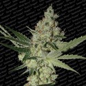 Acid (Paradise Seeds) feminizowane