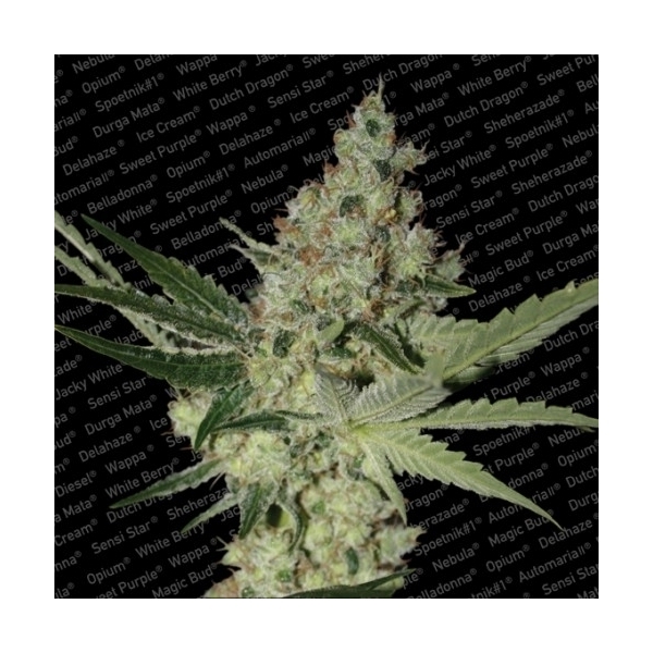 Acid (Paradise Seeds) feminizowane