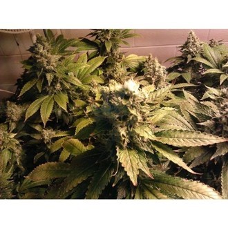 Acid (Paradise Seeds) feminizowane