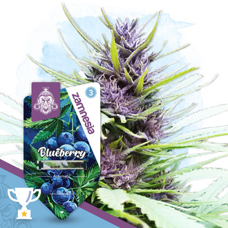 Blueberry Automat (Zamnesia Seeds) feminizowane