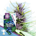 Blueberry Automat (Zamnesia Seeds) feminizowane