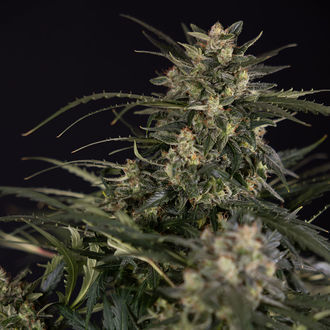 Northern Lights Automat (Zamnesia Seeds) feminizowane