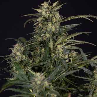 Northern Lights Automat (Zamnesia Seeds) feminizowane