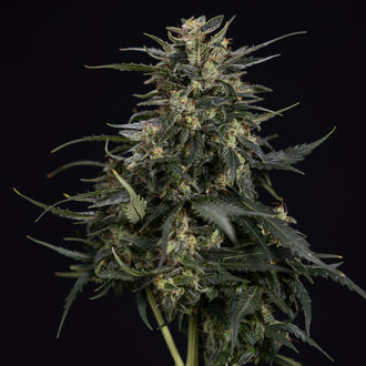 Northern Lights Automat (Zamnesia Seeds) feminizowane