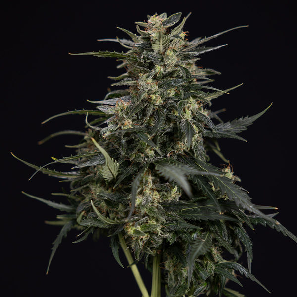 Northern Lights Automat (Zamnesia Seeds) feminizowane