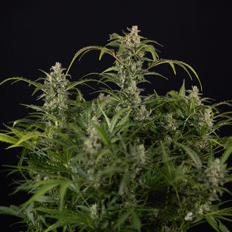 Northern Lights Automat (Zamnesia Seeds) feminizowane