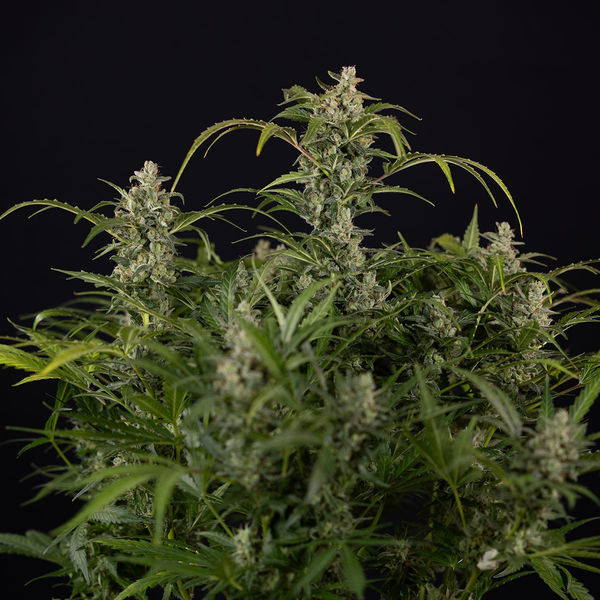 Northern Lights Automat (Zamnesia Seeds) feminizowane