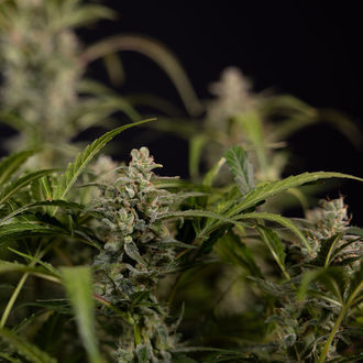 Northern Lights Automat (Zamnesia Seeds) feminizowane