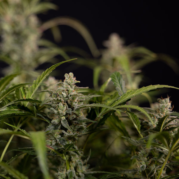 Northern Lights Automat (Zamnesia Seeds) feminizowane