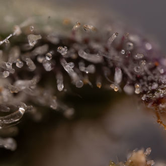 Northern Lights Automat (Zamnesia Seeds) feminizowane