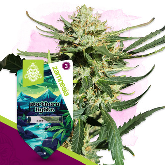 Northern Lights Automat (Zamnesia Seeds) feminizowane
