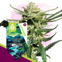 Northern Lights Automat (Zamnesia Seeds) feminizowane