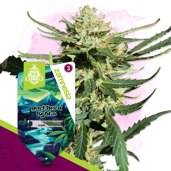 Northern Lights Automat (Zamnesia Seeds) feminizowane