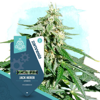 Jack Herer Automat (Zamnesia Seeds) feminizowane