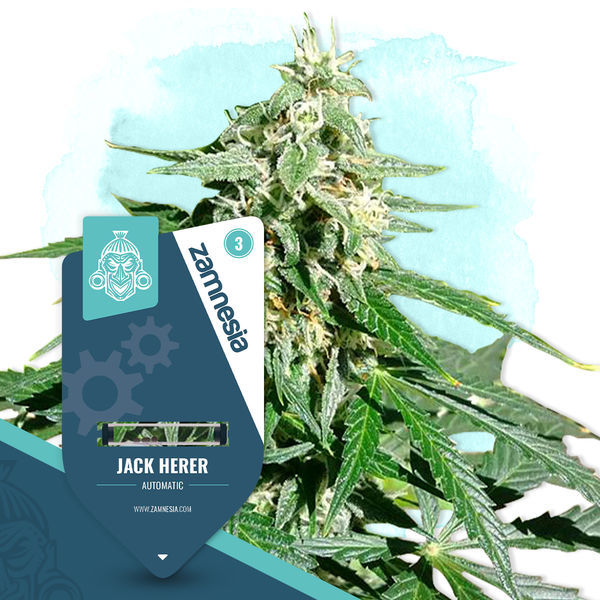 Jack Herer Automat (Zamnesia Seeds) feminizowane