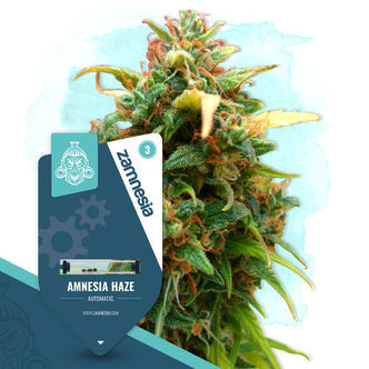Amnesia Haze Automatic (Zamnesia Seeds) feminizowane