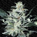 Sensi Star (Paradise Seeds) nasiona marihuany feminizowane