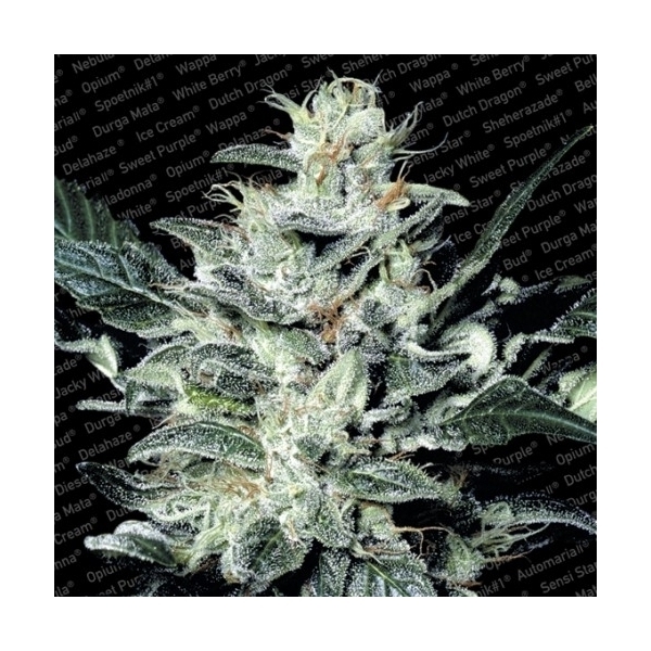 Sensi Star (Paradise Seeds) nasiona marihuany feminizowane