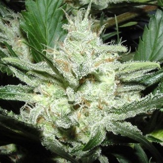 Sensi Star (Paradise Seeds) nasiona marihuany feminizowane