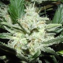 Sensi Star (Paradise Seeds) nasiona marihuany feminizowane